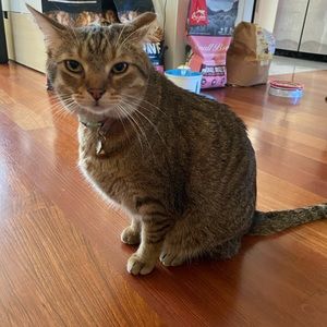 Meet your Posher, Dennise